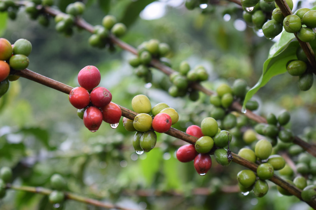 Sudan Rume: The Wild Coffee Everyone Wants and Almost No One Can Grow